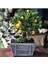 Kamkat Bonsai Kumquat Ağacı 3 Adet Tohum Al Saksı+Torf Hediye Ev ve Bahçe Için Ideal 2