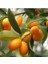 Kamkat Bonsai Kumquat Ağacı 3 Adet Tohum Al Saksı+Torf Hediye Ev ve Bahçe Için Ideal 3