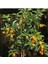 Kamkat Bonsai Kumquat Ağacı 3 Adet Tohum Al Saksı+Torf Hediye Ev ve Bahçe Için Ideal 4