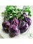 Mor Alabaş Kohlrabi Tohumu 10 Adet Doğal Ev Bahçe Için Ideal 3