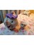 Şekerlik Tarzı Karikatür Güzel ve Canavar Çaydanlık Kupa Mrs Potts Chip Cogsworth Çaydanlık Fincan Seti Porselen Hediye 18K Altın Kaplama Boyalı Emaye (Yurt Dışından) 5