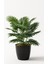 Yapay Çiçek Yelpaze Palmiye 8 Dal 50*35CM Salon Çiçeği Plastik Siyah Saksılı Yapay Bitki 1