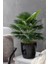 Yapay Çiçek Yelpaze Palmiye 8 Dal 50*35CM Salon Çiçeği Plastik Siyah Saksılı Yapay Bitki 4