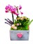 Pink Dream Phalaenopsis & Gri Beton Pembe Kalpli Saksıda Orkide Kalanşo Canlı Bitki Aranjmanı 1