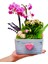 Pink Dream Phalaenopsis & Gri Beton Pembe Kalpli Saksıda Orkide Kalanşo Canlı Bitki Aranjmanı 2