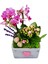 Pink Dream Phalaenopsis & Gri Beton Pembe Kalpli Saksıda Orkide Kalanşo Canlı Bitki Aranjmanı 3
