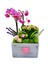 Pink Dream Phalaenopsis & Gri Beton Pembe Kalpli Saksıda Orkide Kalanşo Canlı Bitki Aranjmanı 4