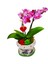 Mushroom Phalaenopsis Garden & Gri Mantar Beton Saksıda Orkide Çiçeği Iç Mekan Bitkileri Hediye Kalp 3