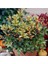 Çiçekleri Kokulu Herdem Yeşil Osmanthus Heterophyllus Tricolor Fidanı Soğuklara Dayanıklı 1