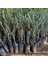 Ithal Tüplü California Manzanillo Zeytini (Abd Menşeli) Fidanının 2
