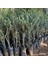 Ithal Tüplü California Manzanillo Zeytini (Abd Menşeli) Fidanının 3