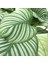 Calathea orbifolia (Dua Çiçeği) 2