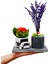 Mini Car Lavanta ve Kalanchoe Set & Beton Arabalı Saksı Setinde Canlı Bitki Çiçekli Kalanşo Hediye 2