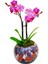 Marbling Art Phalaenopsis Orkide & Seramik Top Akıtma Saksıda Orkide Çiçeği Hediye İç Mekan Bitki 1