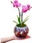 Marbling Art Phalaenopsis Orkide & Seramik Top Akıtma Saksıda Orkide Çiçeği Hediye İç Mekan Bitki 2