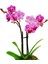 Marbling Art Phalaenopsis Orkide & Seramik Top Akıtma Saksıda Orkide Çiçeği Hediye İç Mekan Bitki 3