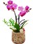 Lemon Slice Phalaenopsis Orkide & Limon Desenli Beton Saksıda Orkide Çiçeği Hediye Tasarım Çiçek 1