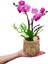 Lemon Slice Phalaenopsis Orkide & Limon Desenli Beton Saksıda Orkide Çiçeği Hediye Tasarım Çiçek 2