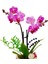 Lemon Slice Phalaenopsis Orkide & Limon Desenli Beton Saksıda Orkide Çiçeği Hediye Tasarım Çiçek 3