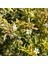 Sarı Alacalı Güzellik Çalısı 'Abelia Grandiflora Kaleidoscope' 2