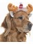 Küçük Orta ve Büyük Irk Köpekler Için Donner Taç 1