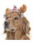 Küçük Orta ve Büyük Irk Köpekler Için Donner Taç 2