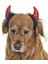 Küçük Orta ve Büyük Irk Köpekler Için Taç Devil 1