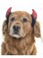Küçük Orta ve Büyük Irk Köpekler Için Taç Devil 3