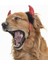 Küçük Orta ve Büyük Irk Köpekler Için Taç Devil 4