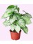 Syngonium Podophyllum Melek Kanadı Çiçeği 2