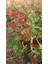 Gül Fidanı - Beyaz Aşılı Yediveren Bahçe Gülü 30-40 cm 5