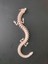 3D Dragon Modeli 4