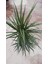 Dracaena Marginata Bitkisi 2 Köklü 100 - 110 cm Ev Ofis saln Bitkisi 2