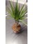 Marginata Dracaena Tek Gövde 40 cm Ev Bitkisi Salon Ofis Bitkisi 1