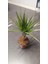 Marginata Dracaena Tek Gövde 40 cm Ev Bitkisi Salon Ofis Bitkisi 2