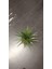 Marginata Dracaena Tek Gövde 40 cm Ev Bitkisi Salon Ofis Bitkisi 3