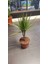 Marginata Dracaena Tek Gövde 40 cm Ev Bitkisi Salon Ofis Bitkisi 4