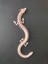3D Dragon Modeli 4