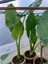 Anthurium Alacasia Fil Kulağı ( 40/60 Cm) 1