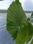 Anthurium Alacasia Fil Kulağı ( 40/60 Cm) 2