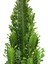 Euphorbia Trigona (Süt Ağacı) 2