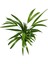 Dypsis Lutescens (Areka Palmiyesi) 2
