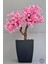 Bonzai Gövdeli Pembe Sakura Ağacı 100 cm Dış Mekana Uygun 1