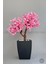 Bonzai Gövdeli Pembe Sakura Ağacı 100 cm Dış Mekana Uygun 2