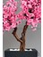 Bonzai Gövdeli Pembe Sakura Ağacı 100 cm Dış Mekana Uygun 4