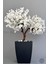 Bonzai Gövdeli Beyaz Sakura Ağacı 100 cm Dış Mekana Uygun 1