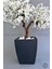Bonzai Gövdeli Beyaz Sakura Ağacı 100 cm Dış Mekana Uygun 5