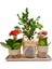 Jut Serisi Buxus Bonsai ve Kalanchoe Set & Jut Ambalajında Canlı Çiçek Kalanşo Şimşir Hediye Bitki 1