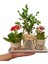 Jut Serisi Buxus Bonsai ve Kalanchoe Set & Jut Ambalajında Canlı Çiçek Kalanşo Şimşir Hediye Bitki 2