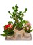 Jut Serisi Buxus Bonsai ve Kalanchoe Set & Jut Ambalajında Canlı Çiçek Kalanşo Şimşir Hediye Bitki 3